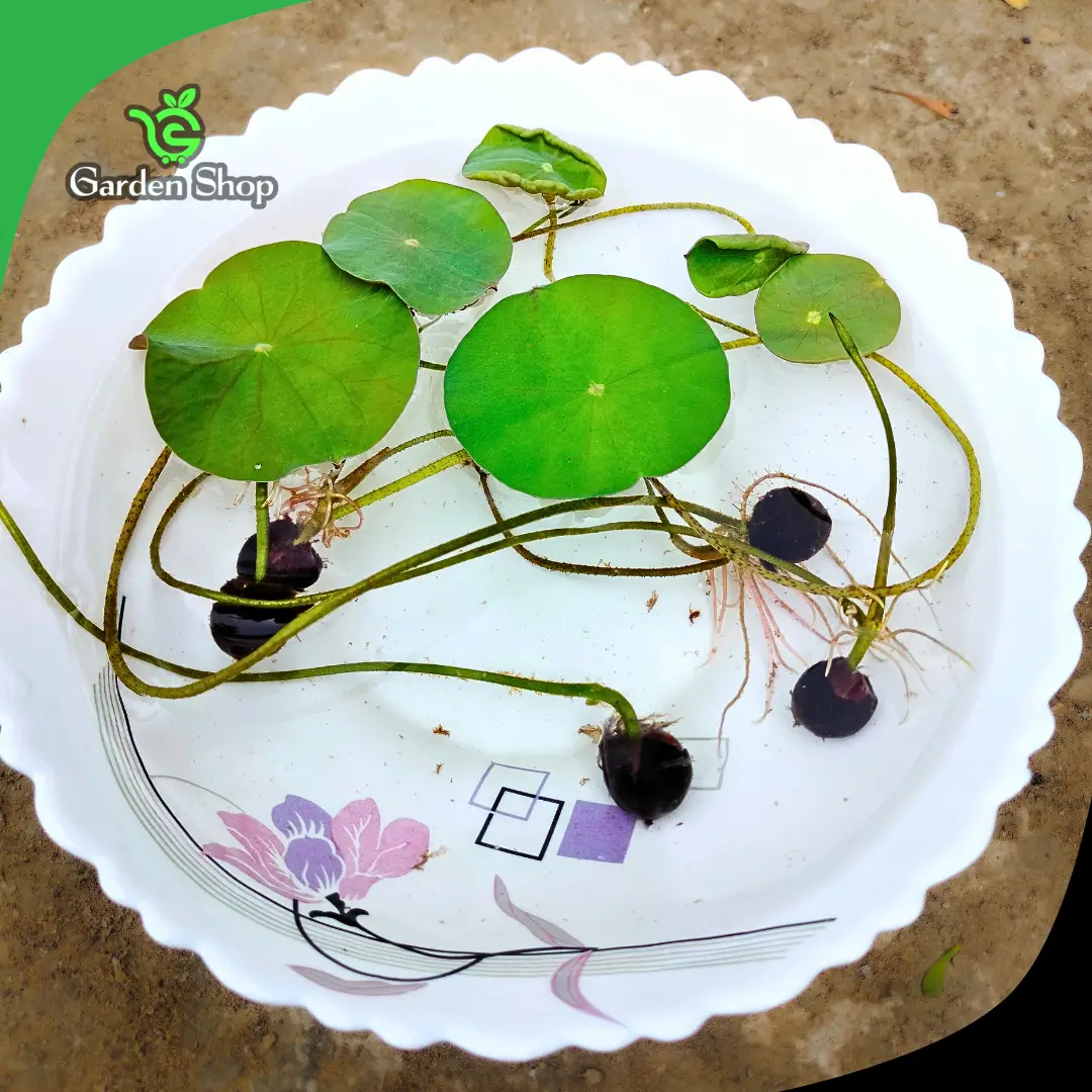 Lotus flower saplings
