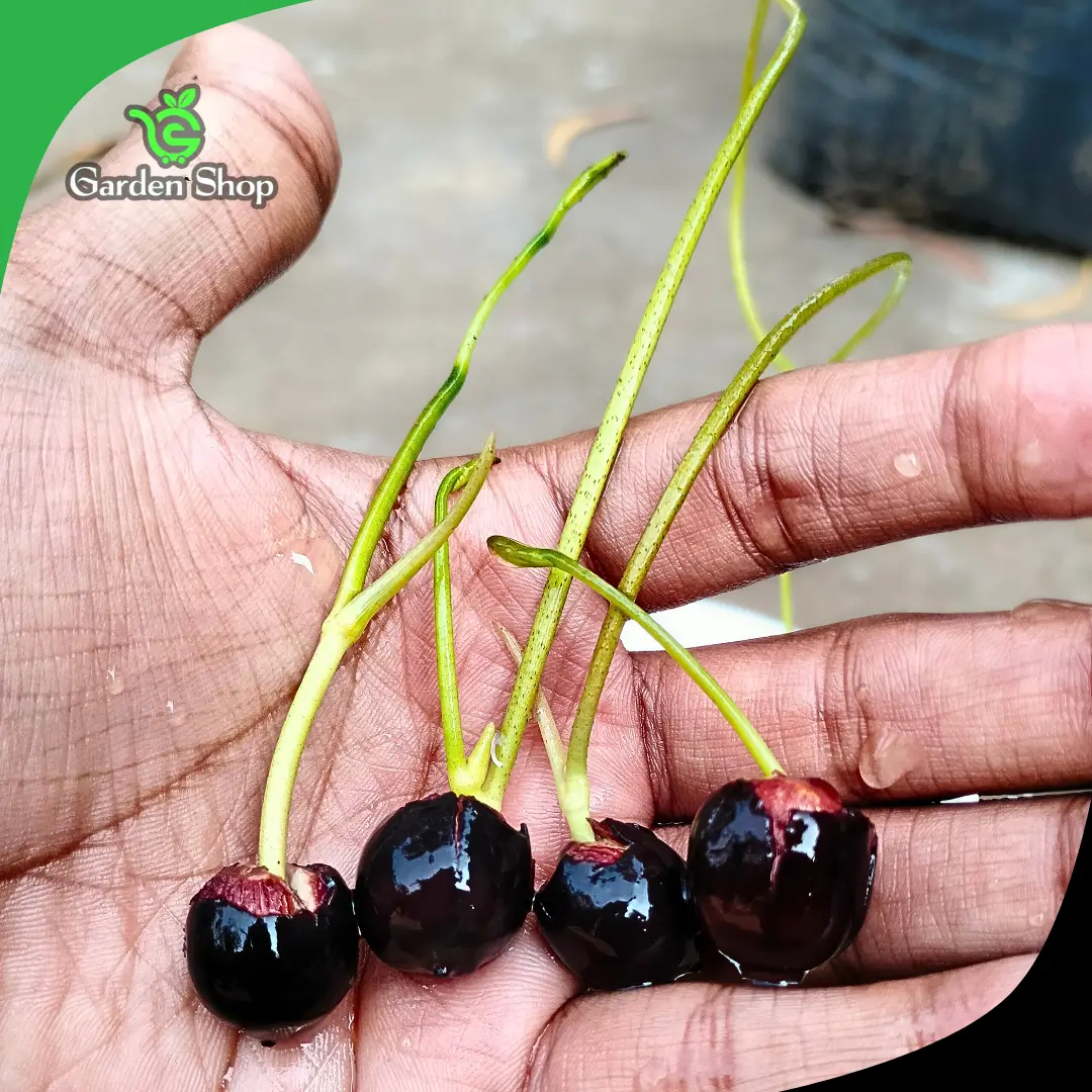 Lotus flower seed germination