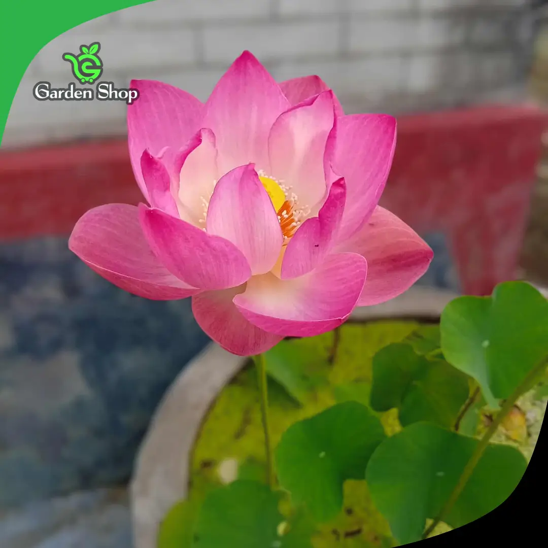 Pink lotus flower