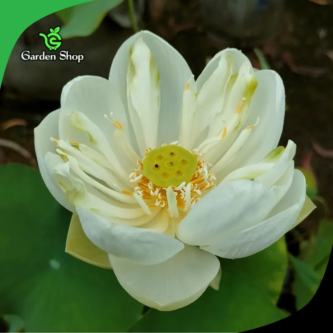 পদ্ম ফুলের বীজ (Lotus Seeds) - High Quality Aquatic Plant Seeds for Rooftop & Balcony Gardening - Image 6