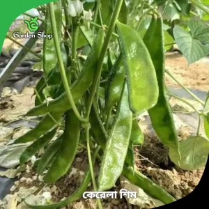 কেরালা শিম বীজ