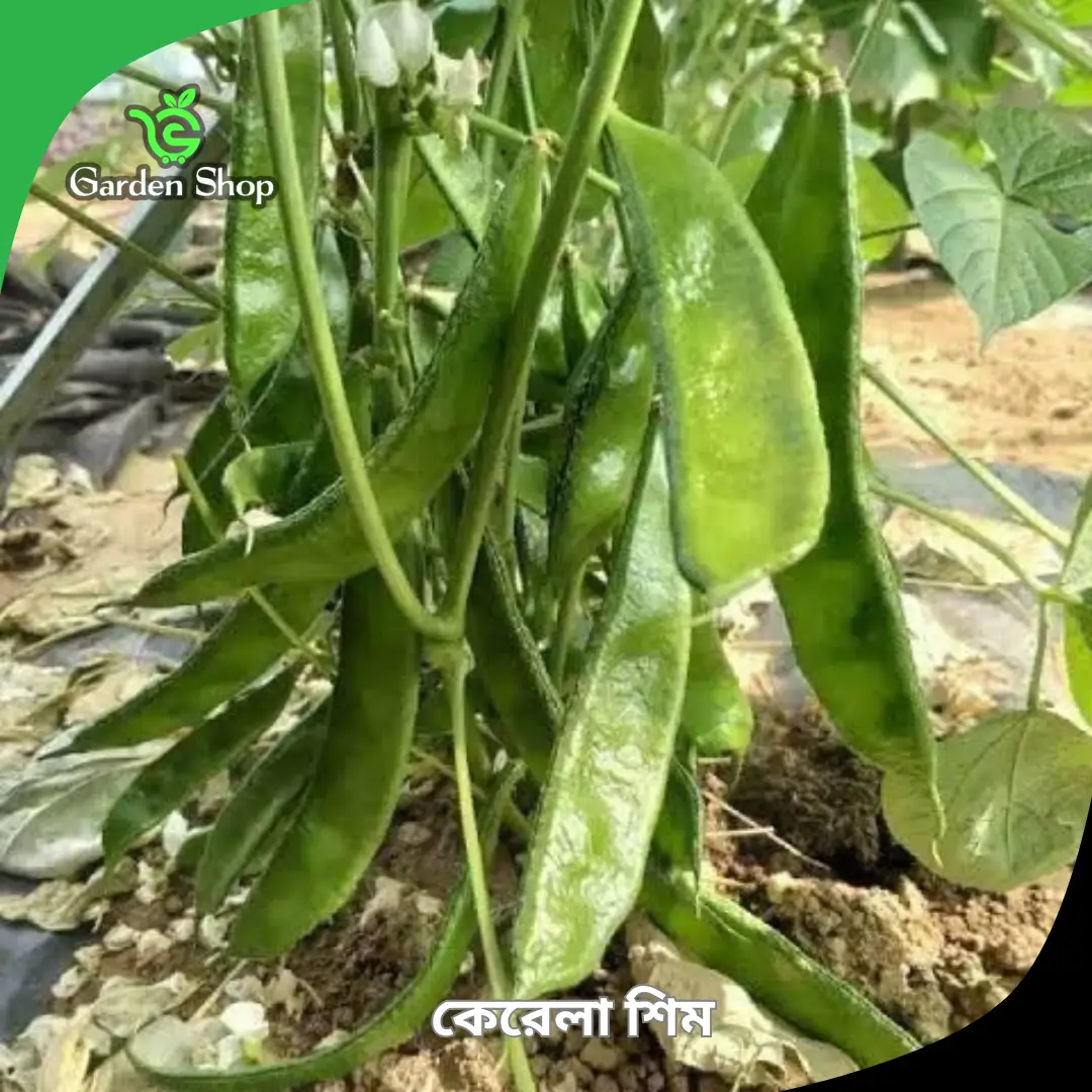 কেরালা শিম বীজ