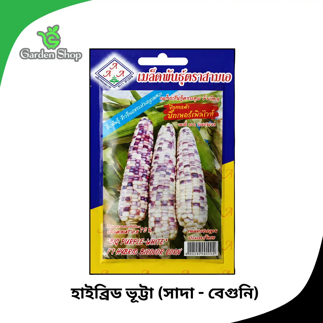 হাইব্রিড সাদা-বেগুনি ভূট্টা বীজ