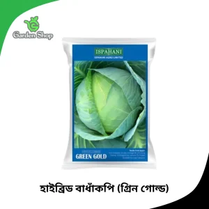 হাইব্রিড বাঁধাকপি বীজ (গ্রিন গোল্ড)