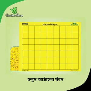 হলুদ আঠালো ফাঁদ